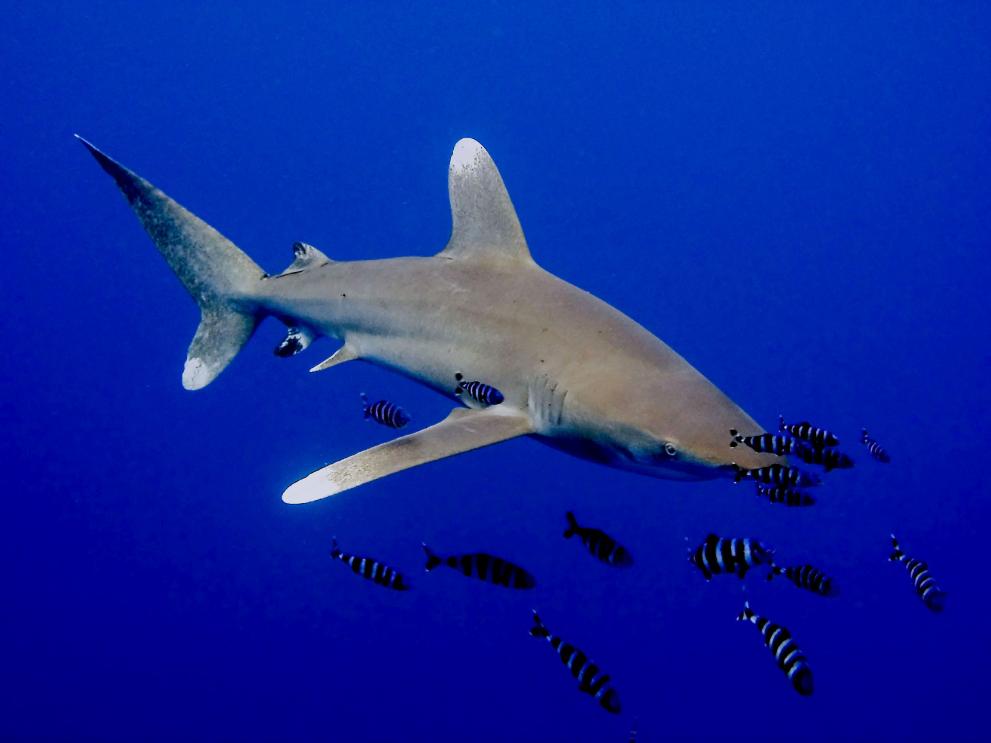 Oceanic shark