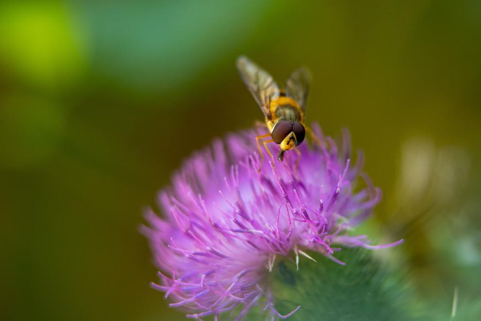Biodiversity Belgium - Beekeeping