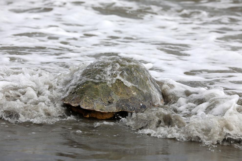 Biodiversity - Sea turtles