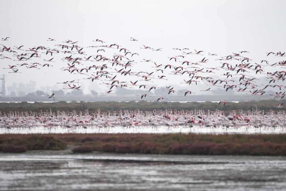 Biodiversity - Pink flamingos