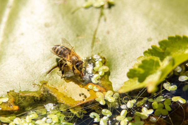 Biodiversity Belgium - Beekeeping