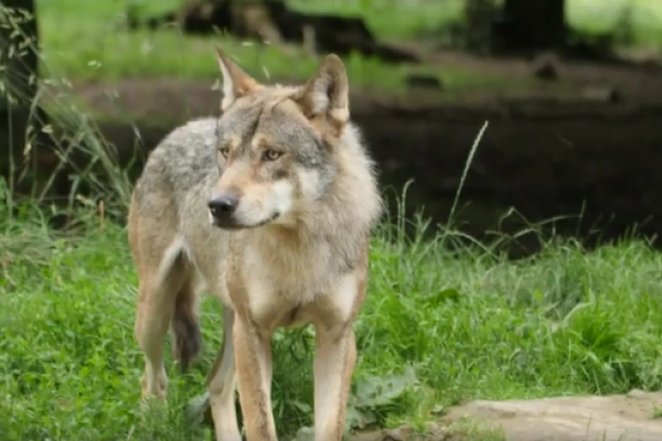 Volkovi v Evropi (sivi volk na travi)