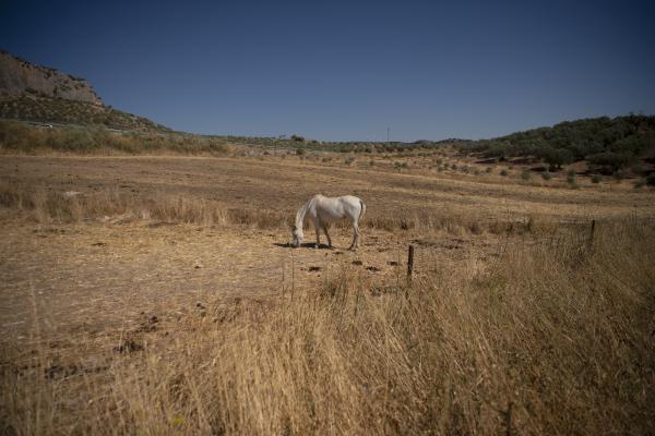 Slika suhega travnika, na katerem je bel konj. 